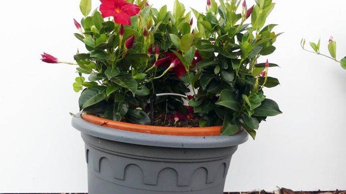 Mandevilla x hybrida ‘?RIO Elegant’ Velvet Red, vu à Brindas (69) par l’équipe du Ratho.